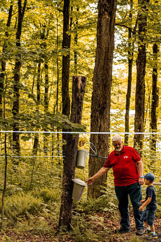 Visite en forêt&nbsp;&nbsp;&nbsp;&copy; Érablière du Cap