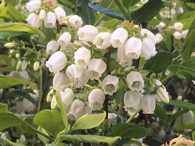 Fleurs