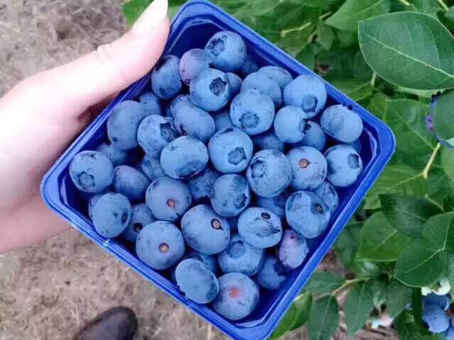 Bleuets