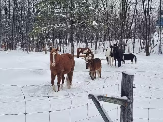 Animaux