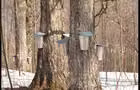 Cabane à sucre du Pic Bois&nbsp;&nbsp;&nbsp;&copy; Cabane à sucre du Pic Bois