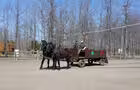 Randonnée en voiture à cheval