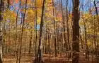 Automne
