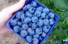 Bleuets