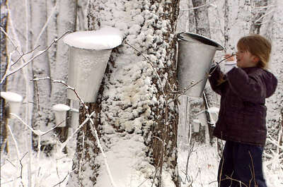 Érablière Richard Boily