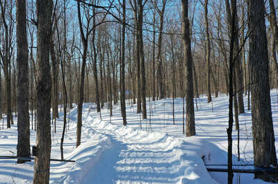 Érablière Mont-Rouge