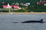 Baleine&nbsp;&nbsp;&nbsp;&copy; Hôtel Tadoussac