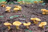 Chanterelles