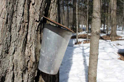 Érablière Jean Parent