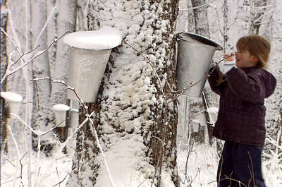 Érablière Richard Boily
