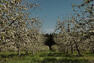 Verger en fleurs&nbsp;&nbsp;&nbsp;&copy; V.Dion-Lavallée