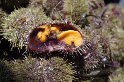 10 000 kilos d&rsquo;oursins dans les restaurant du Québec grâce à La Table Ronde